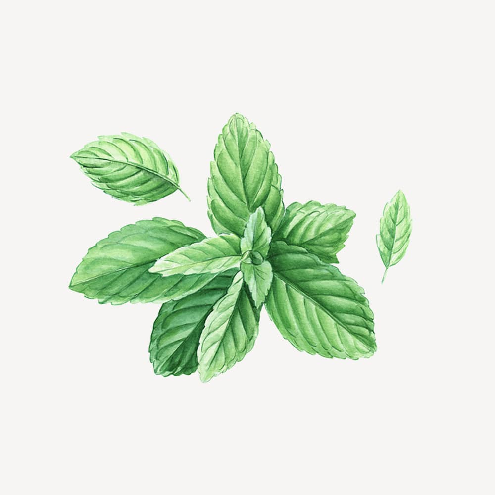 Mentha