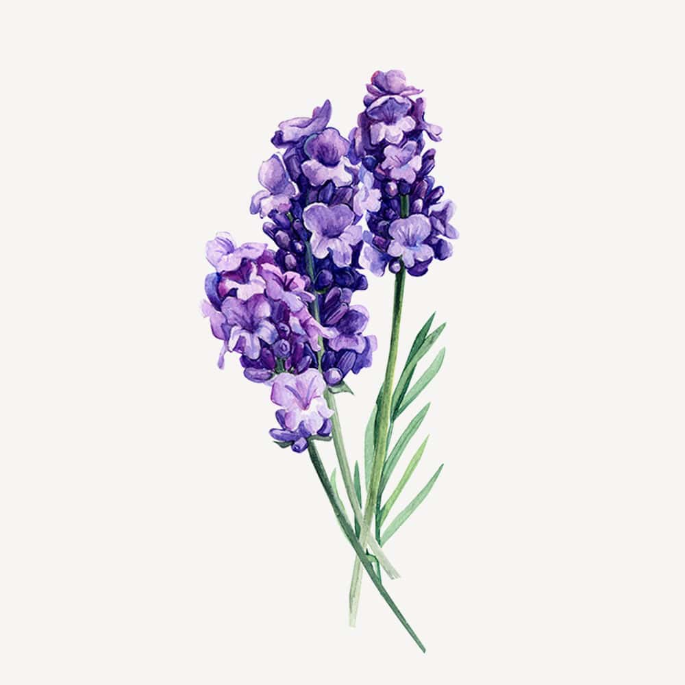 Lavanda