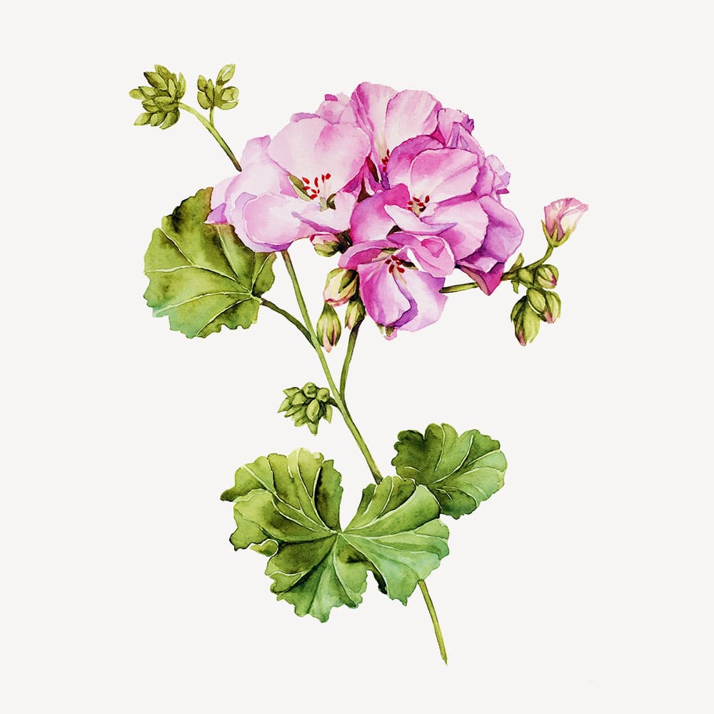 Geranium